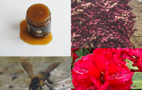 Mad Honey, Rhododendron flower and Himalayan giant bee.