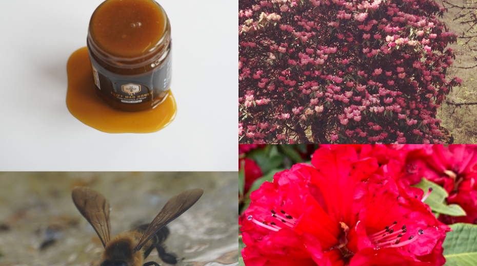 Mad Honey, Rhododendron flower and Himalayan giant bee.