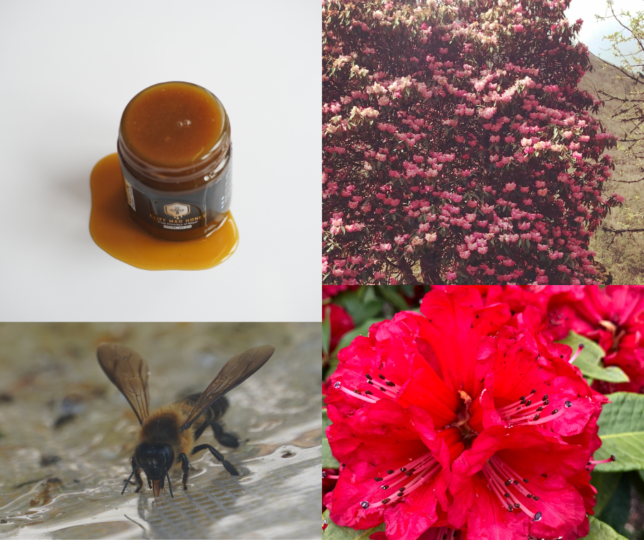 Mad Honey, Rhododendron flower and Himalayan giant bee.