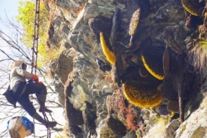 Nepali Honey Hunter hanging in a cliff